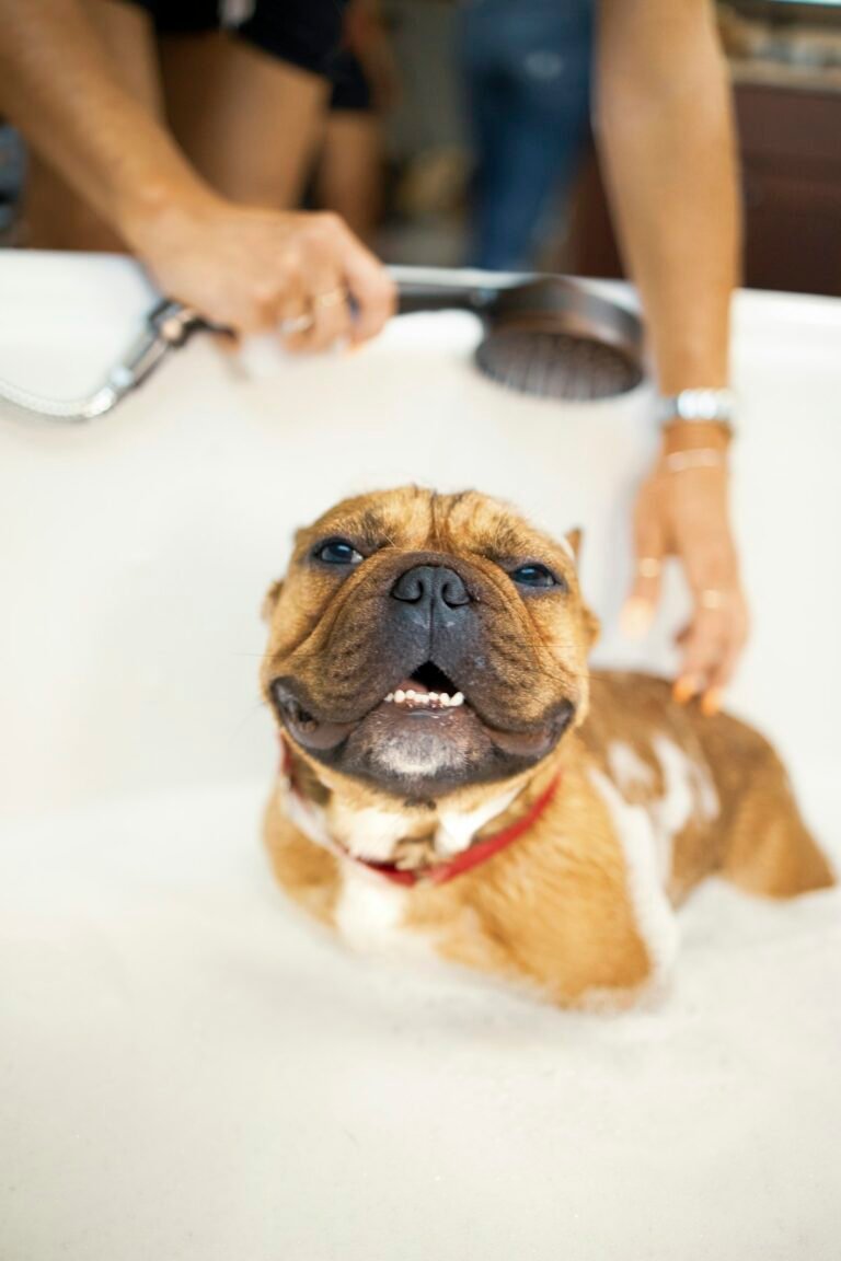 Perro recibiendo un bano con champu