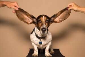 Veterinario revisando las orejas de un perro