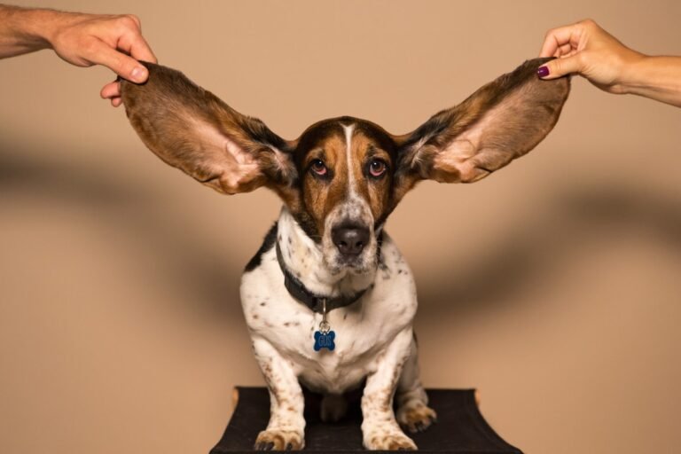 Veterinario revisando las orejas de un perro