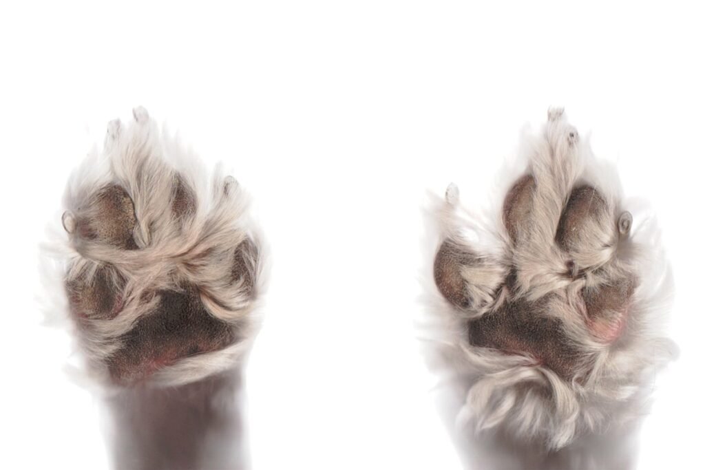 Primer plano de las almohadillas de un perro