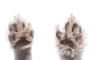 Primer plano de las almohadillas de un perro