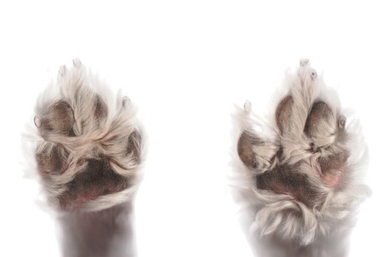 Primer plano de las almohadillas de un perro
