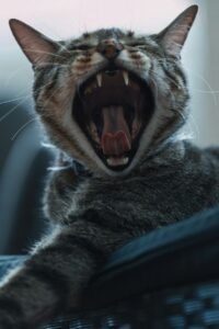 Gato mostrando los dientes, higiene bucal felina