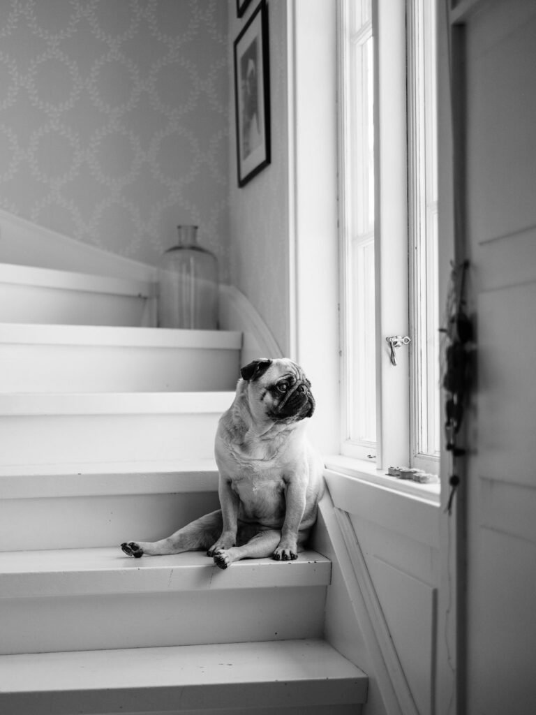Perro pequeno subiendo una escalera
