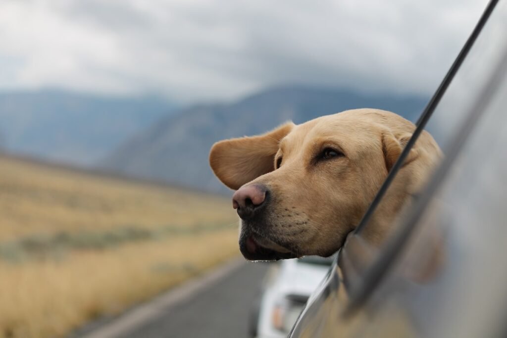 Perro de viaje en coche por carretera