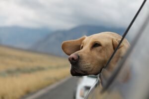 Perro de viaje en coche por carretera