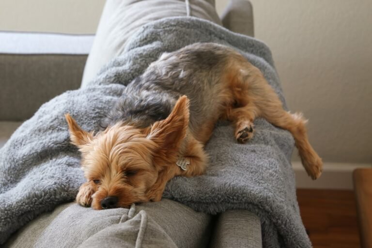 Pelo de mascota sobre un sofa