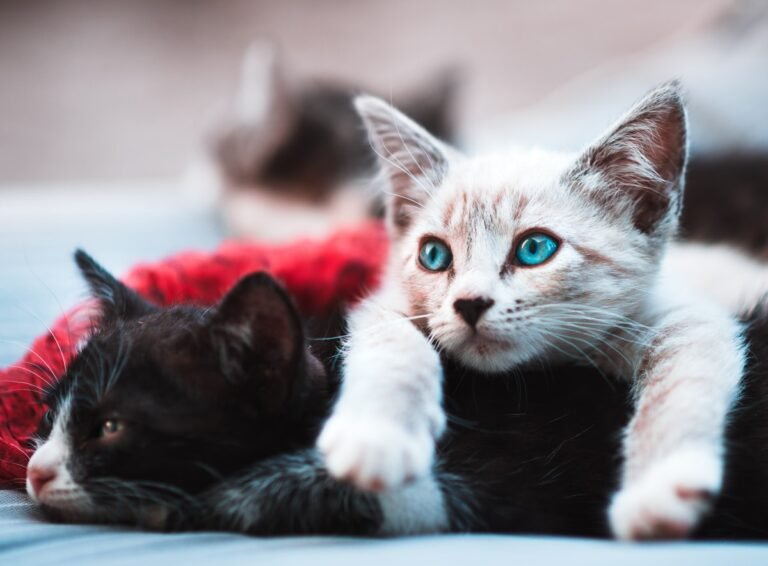 Cómo presentar un gato nuevo a otro gato en casa