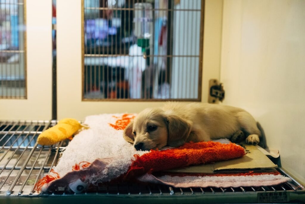 Perro esperando adopcion en una protectora de animales de Andalucia
