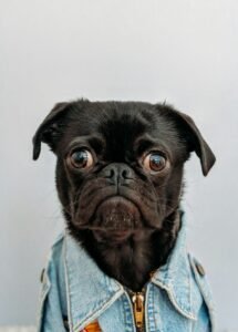 Pug (Carlino): carácter, cuidados, alimentación y salud