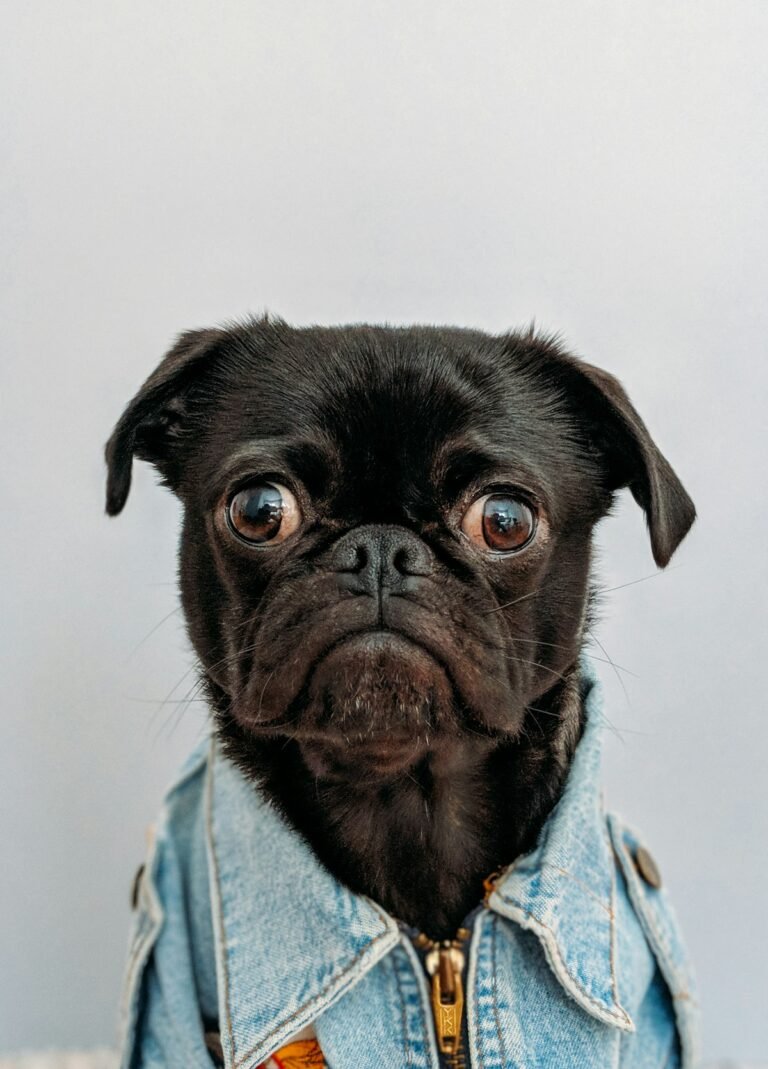 Pug (Carlino): carácter, cuidados, alimentación y salud