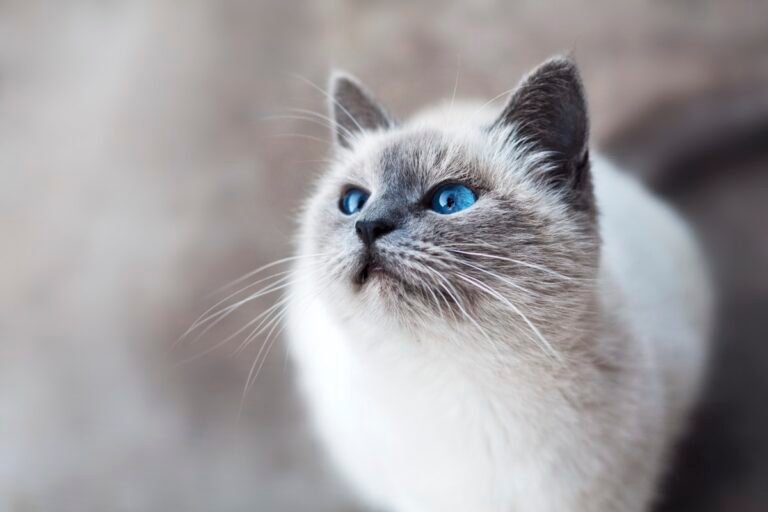 Gato Ragdoll: carácter, cuidados, alimentación y salud