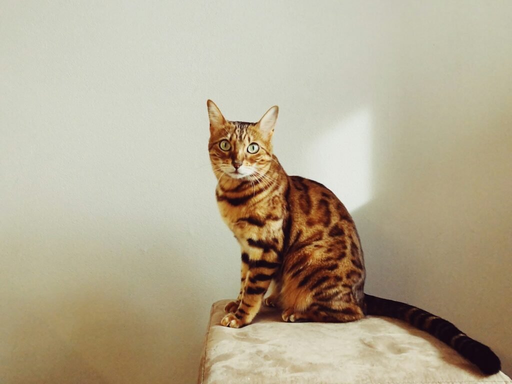 Gato Bengali, pelaje moteado