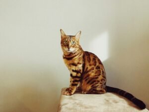 Gato Bengali, pelaje moteado