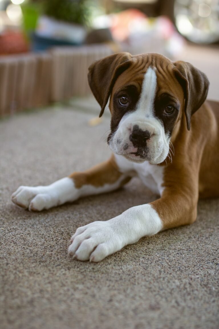 Boxer, perro de raza grande