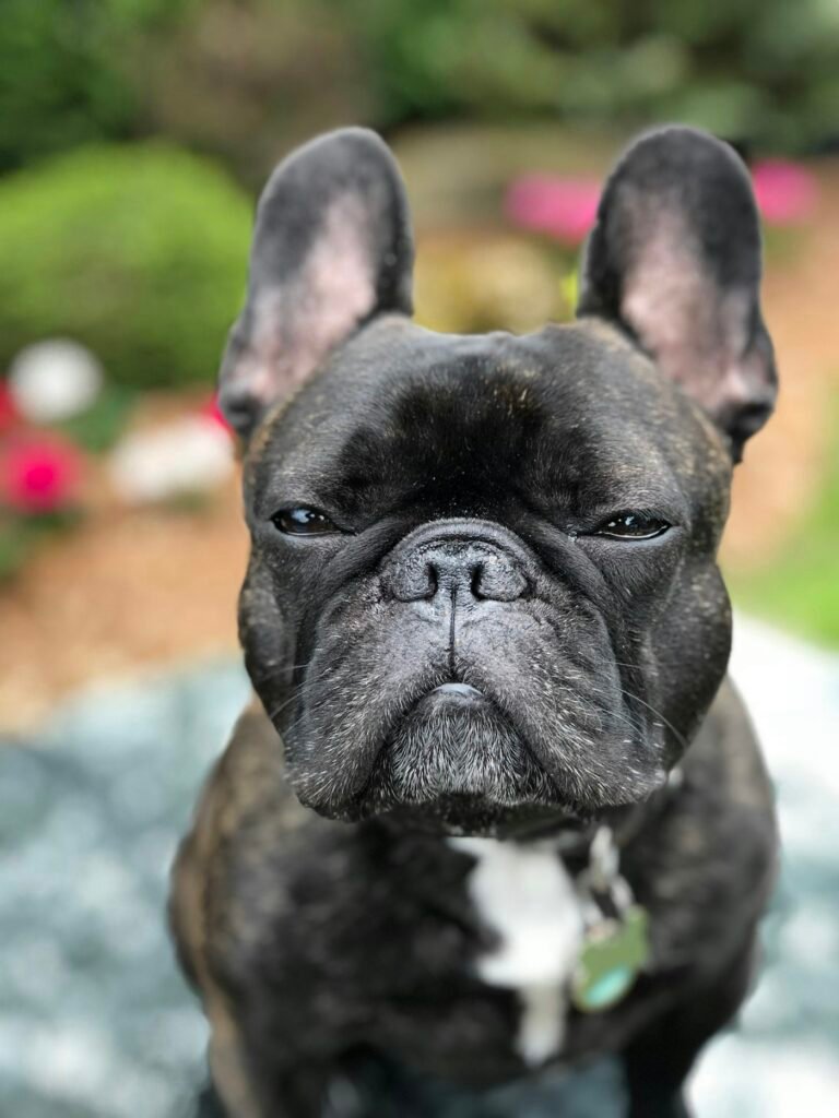 Bulldog Frances, perro de raza pequena