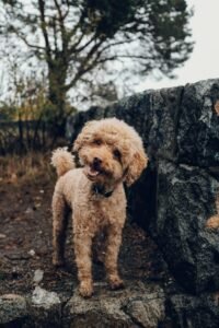 Caniche (Poodle), perro de raza pequena a mediana