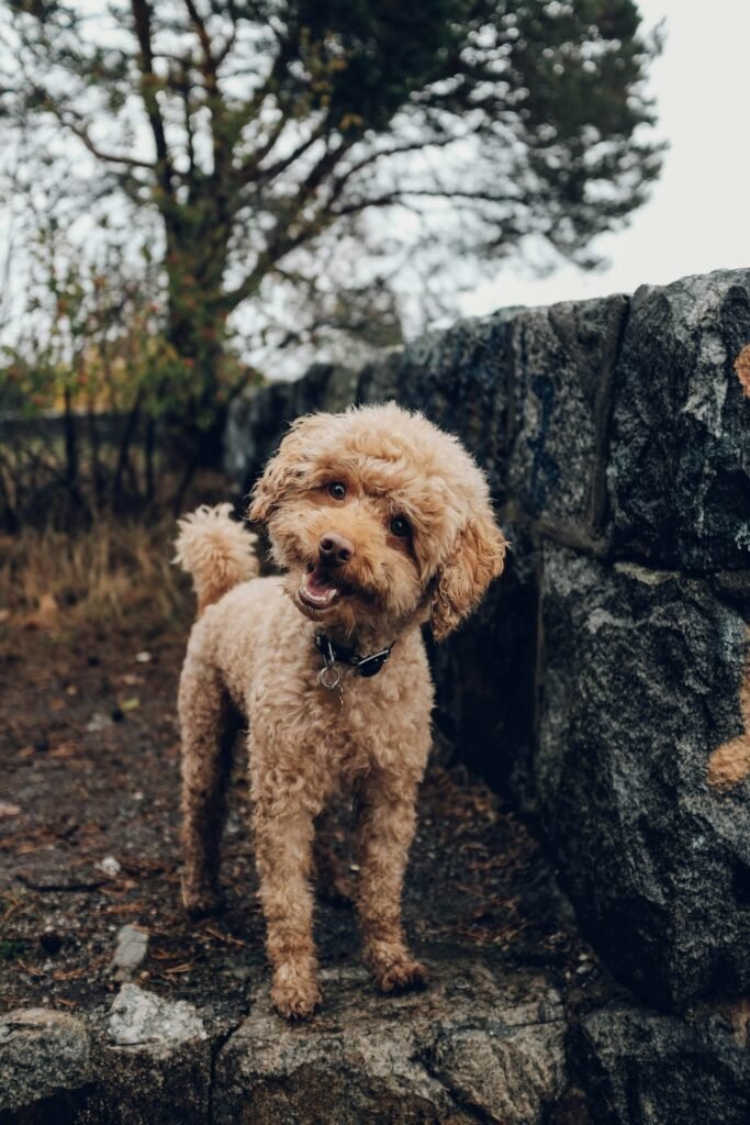 Caniche (Poodle), perro de raza pequena a mediana