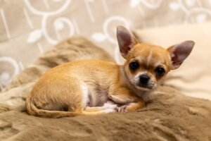 Chihuahua, perro de raza toy