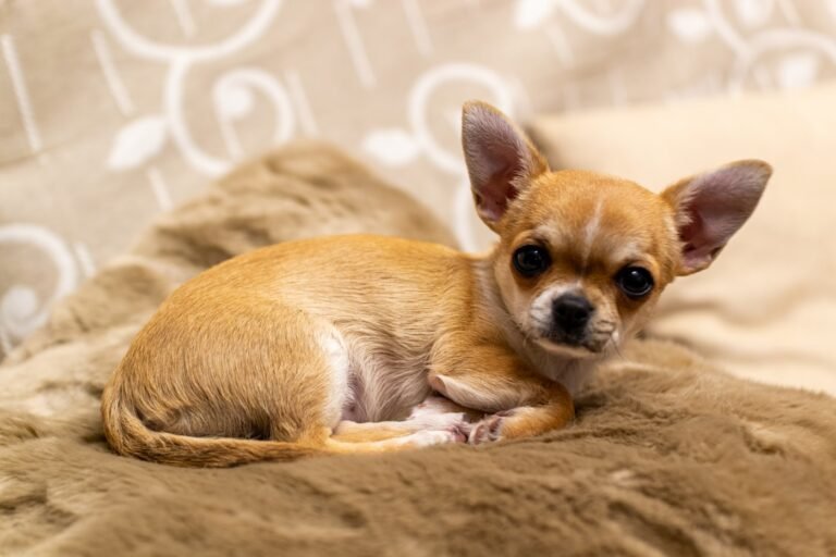 Chihuahua, perro de raza toy