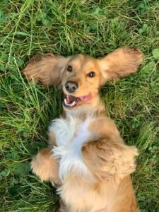 Cocker Spaniel, perro de raza mediana