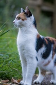 Gato Comun Europeo