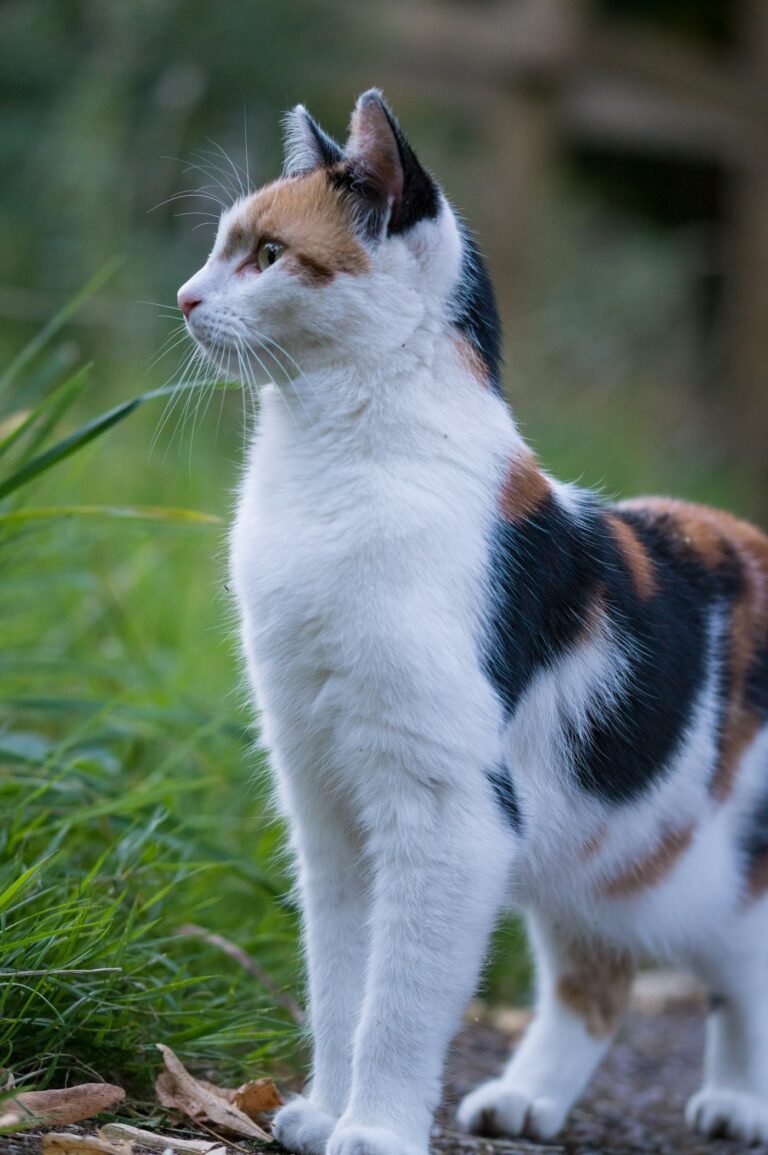 Gato Comun Europeo