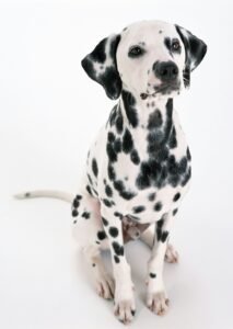 Dalmata, perro de raza grande