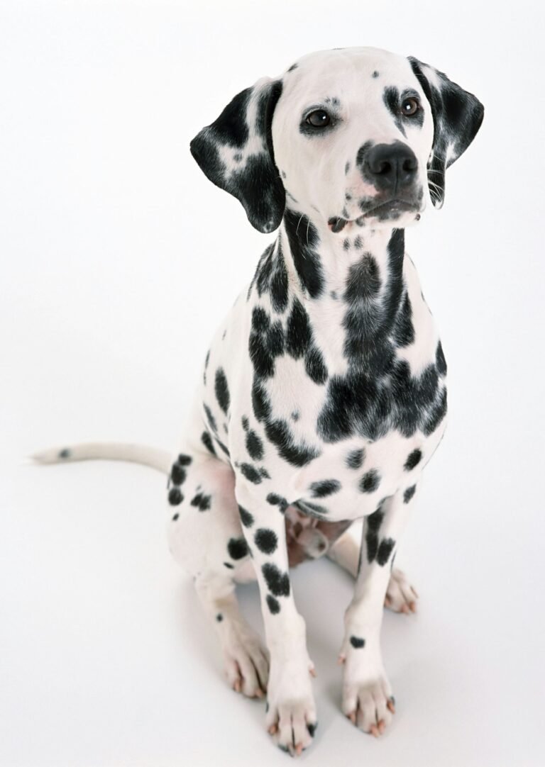 Dalmata, perro de raza grande
