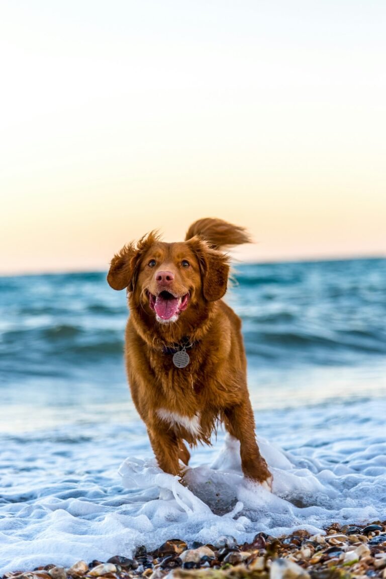 Golden Retriever, perro de raza grande