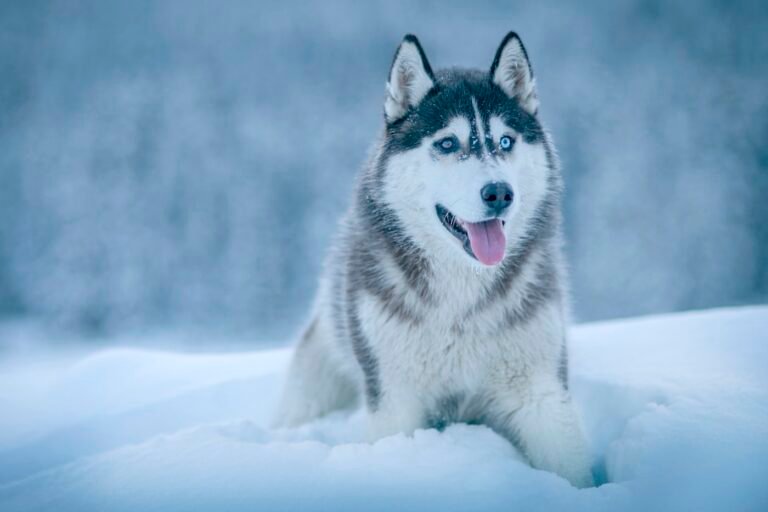Husky Siberiano, perro de raza mediana-grande