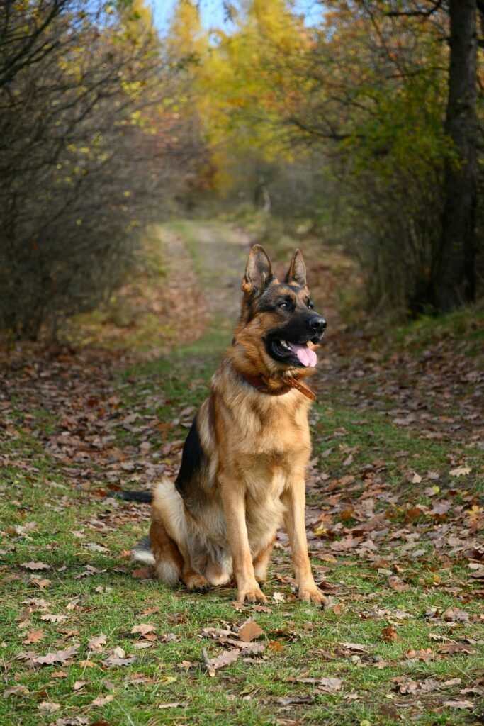 Pastor Aleman, perro de raza grande