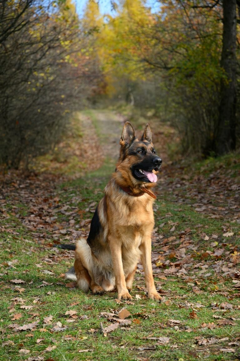 Pastor Aleman, perro de raza grande