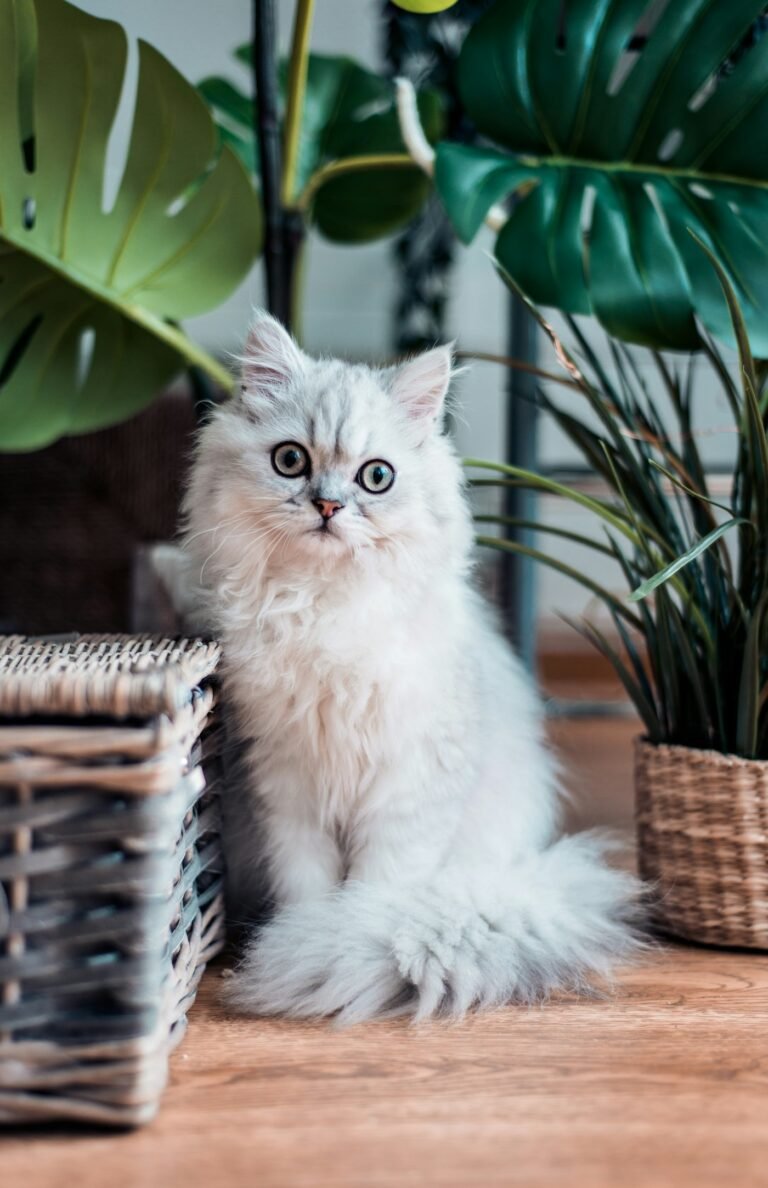 Gato de raza Persa, pelaje largo