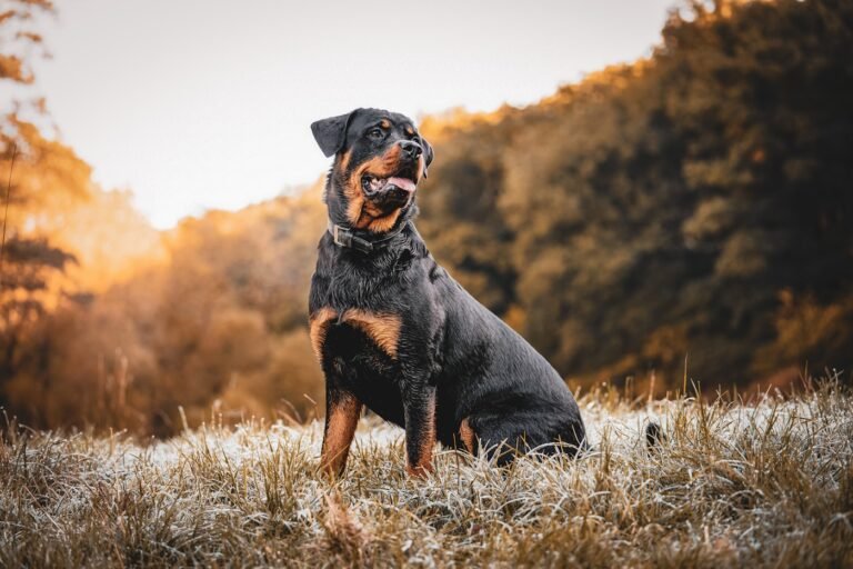 Rottweiler, perro de raza grande