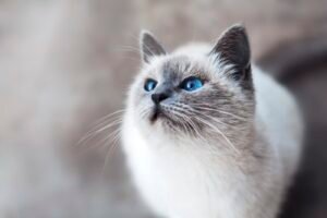 Gato Siames, ojos azules