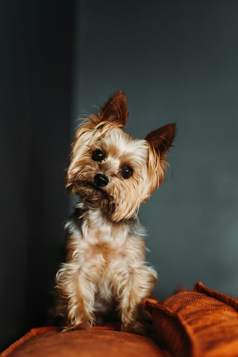 Yorkshire Terrier, perro de raza pequena