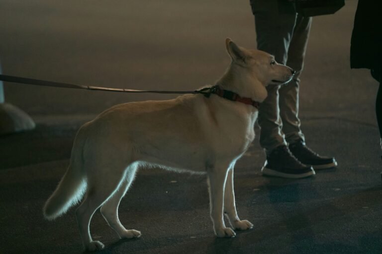 Mejores accesorios reflectantes y con luz LED para pasear a tu perro de noche (2026)