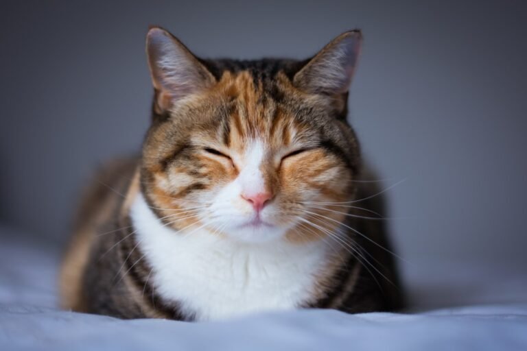 ¿Por qué ronronean los gatos?