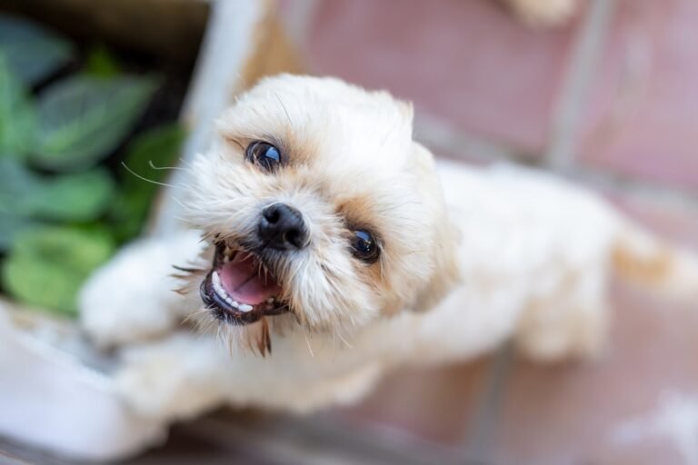 Shih Tzu: carácter, cuidados, alimentación y salud