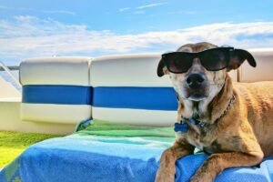 Mejores protectores solares para perros (2026)