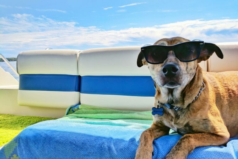 Mejores protectores solares para perros (2026)