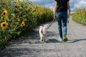 Correa para perros, producto recomendado