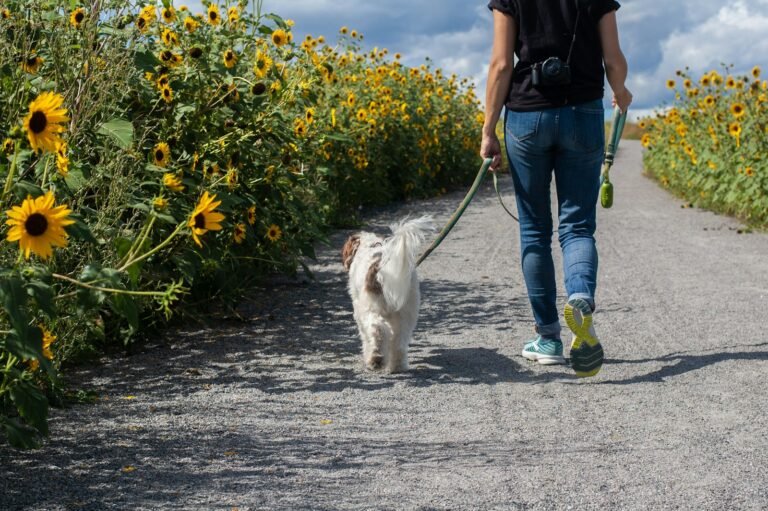 Correa para perros, producto recomendado