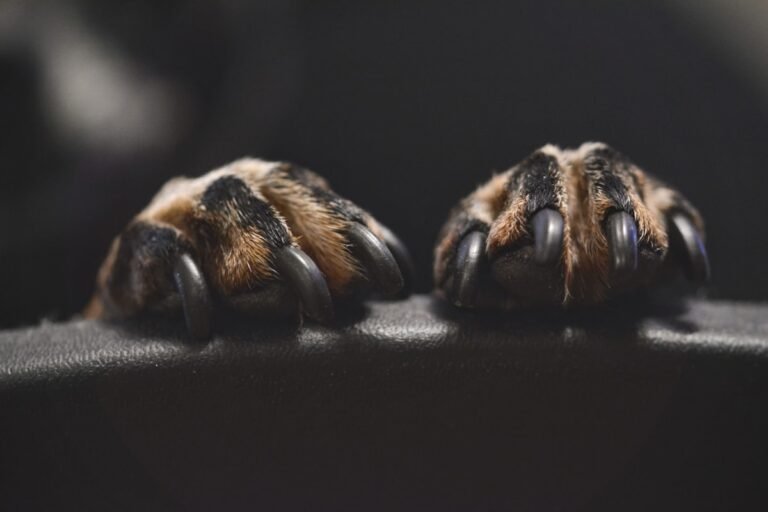 Cómo cortar las uñas a tu perro sin hacerle daño