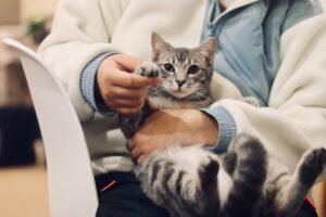 Veterinarios Mejor Valorados de Almeria (2026): Guia Completa