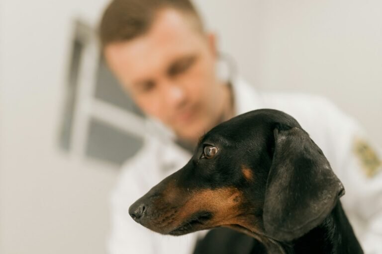 Veterinarios Mejor Valorados de Cordoba (2026): Guia Completa