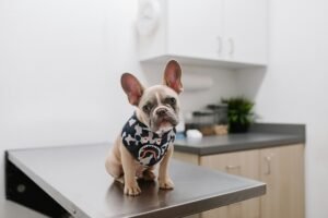 Veterinarios Mejor Valorados de Granada (2026): Guia Completa