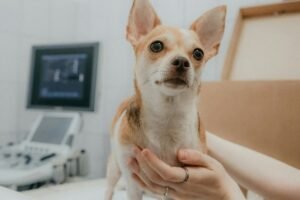 Veterinarios Mejor Valorados de Huelva (2026): Guia Completa