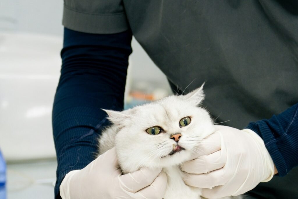 Veterinarios Mejor Valorados de Malaga (2026): Guia Completa